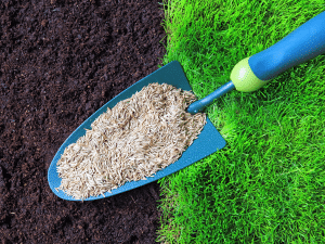 Gazon sans stress : la méthode ultra-simple pour réussir ses semis au printemps