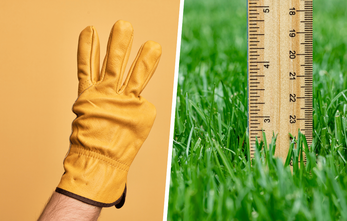 Comment rendre votre pelouse plus dense en seulement 3 semaines ...